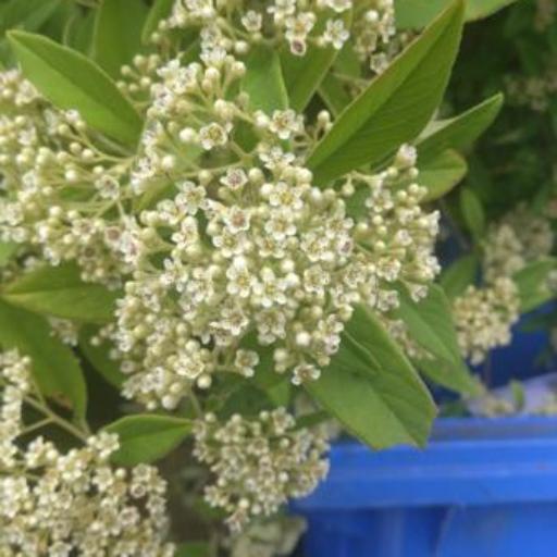 Photinia arbutifolia other