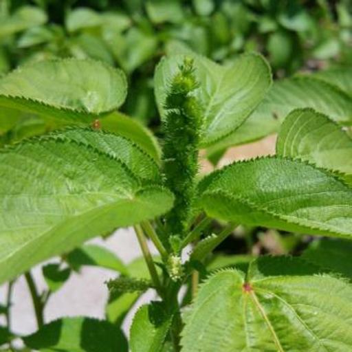 Acalypha persimilis other