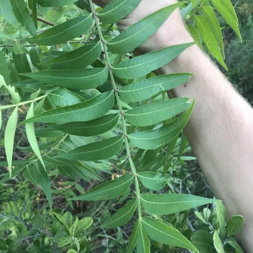 Rhus lanceolata — search result for 'Rhus'