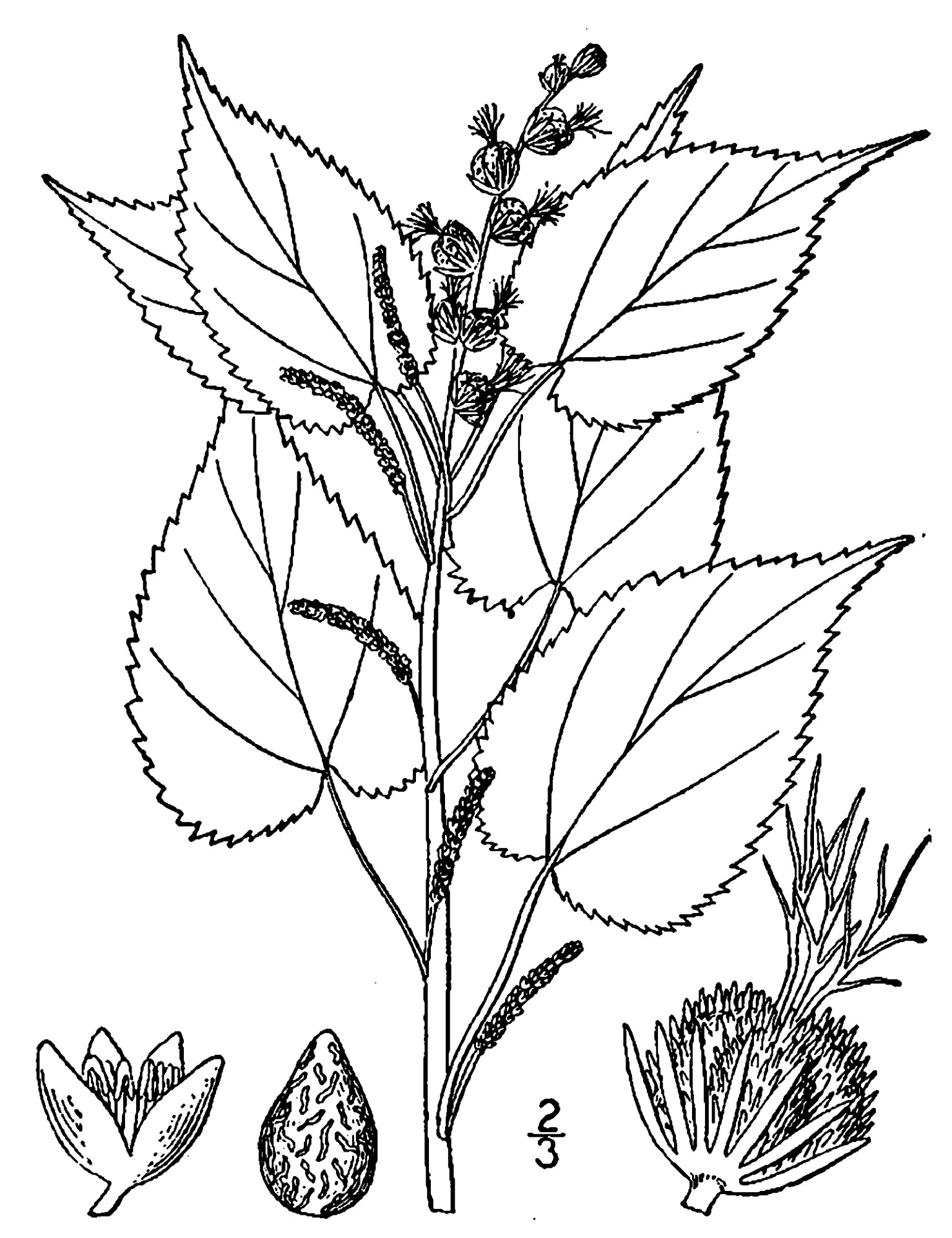 Acalypha persimilis other