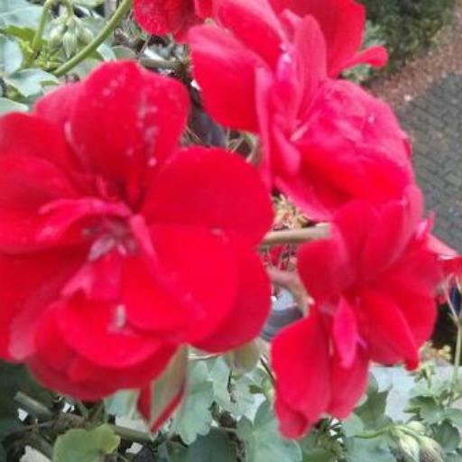 Pelargonium × hybridum — houseplant care guide