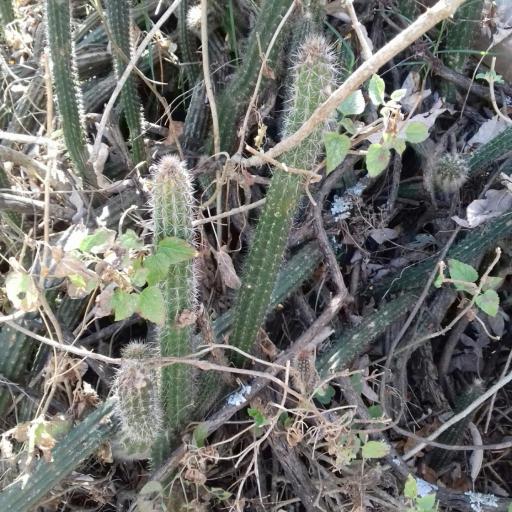 Nyctocereus serpentinus — search result for 'Cereus'