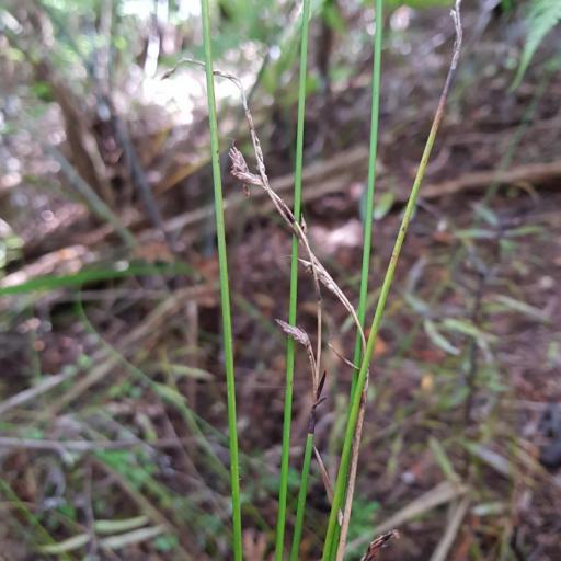 Schoenus tendo — related species from the same genus