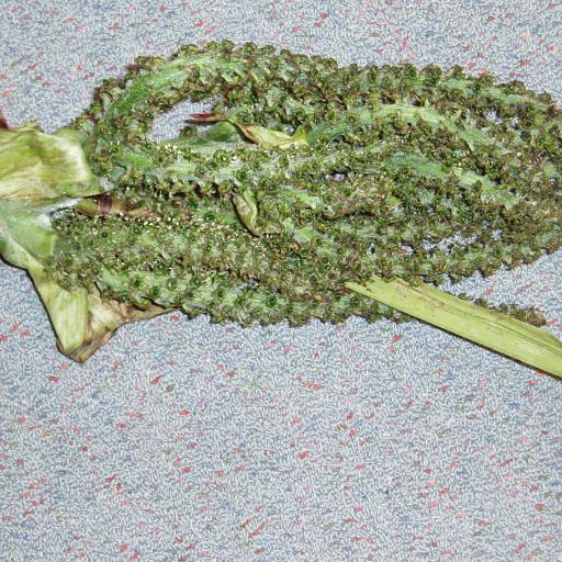 Astelia grandis — houseplant care guide