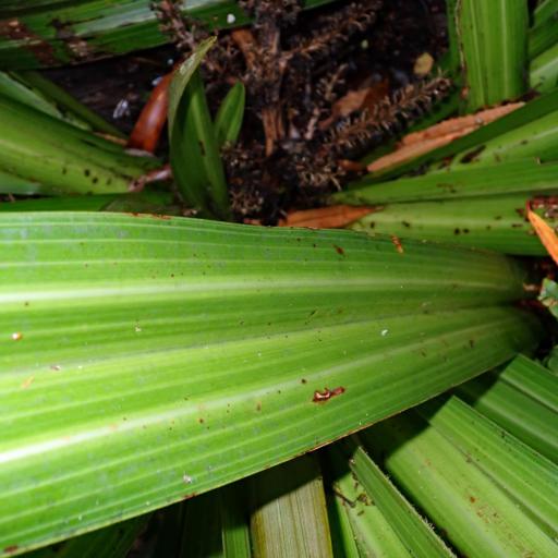 Astelia grandis other