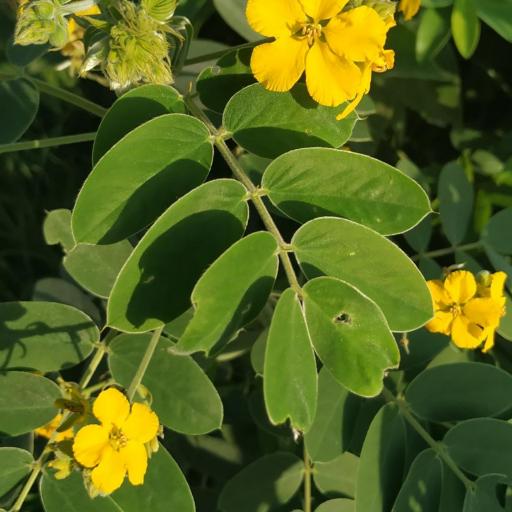 Senna lindheimeriana — search result for 'Senna'