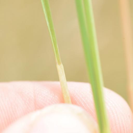 Poa cita — houseplant care guide