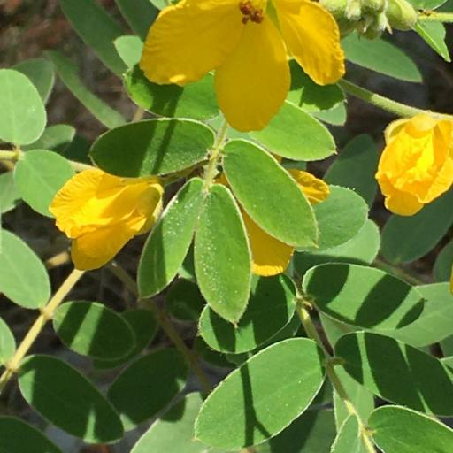 Senna lindheimeriana other