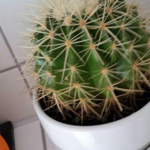 Kroenleinia grusonii