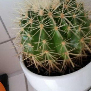 Kroenleinia grusonii