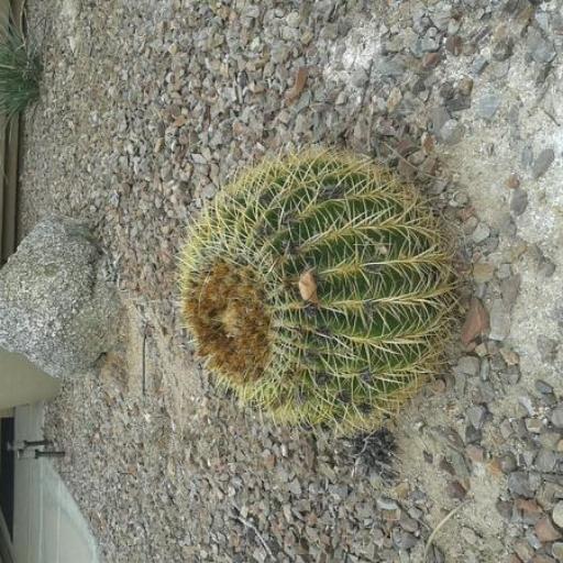 Kroenleinia grusonii other