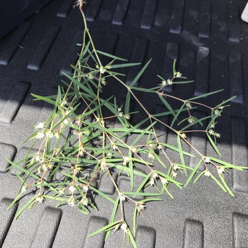 Euphorbia florida — houseplant care guide