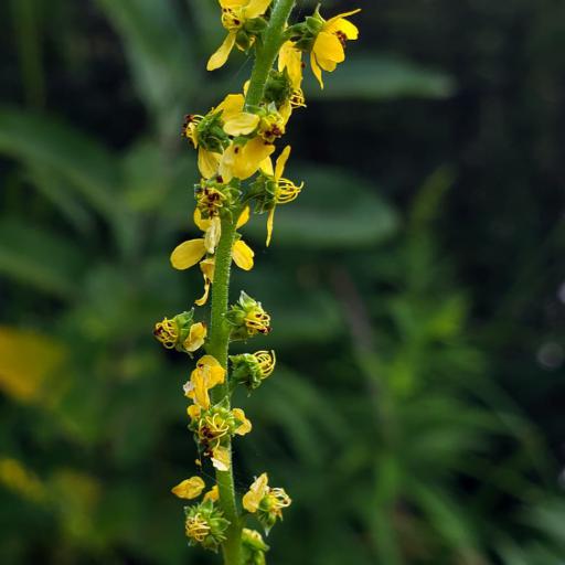 Agrimonia parviflora