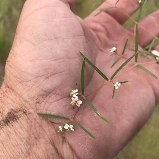 Euphorbia florida other