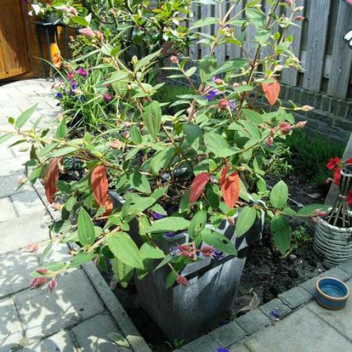 Pleroma urvilleanum — houseplant care guide