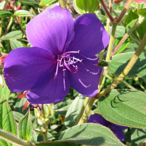 Pleroma semidecandrum — search result for 'Tibouchina'