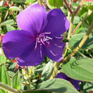 Pleroma semidecandrum