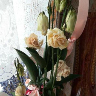 Eustoma russellianum