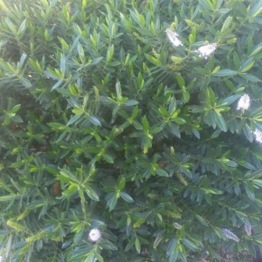 Veronica odora — houseplant care guide