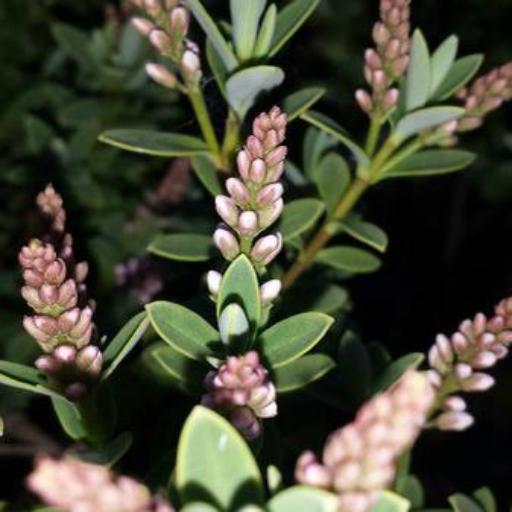 Veronica odora other