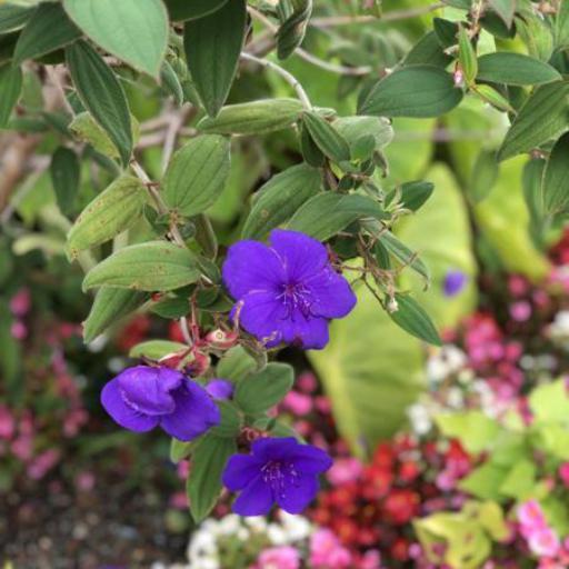 Pleroma urvilleanum other