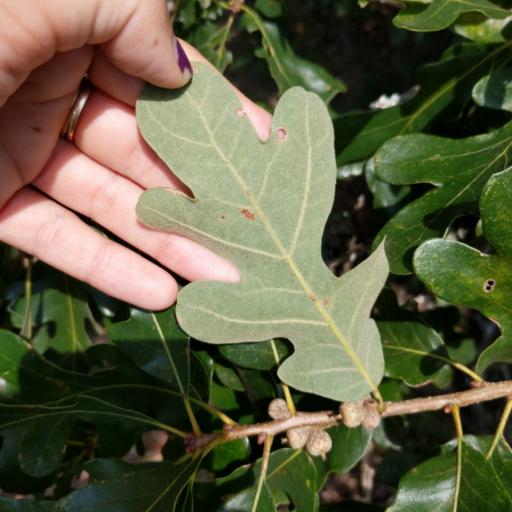 Quercus margarettae — houseplant care guide