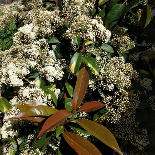 Photinia × fraseri other