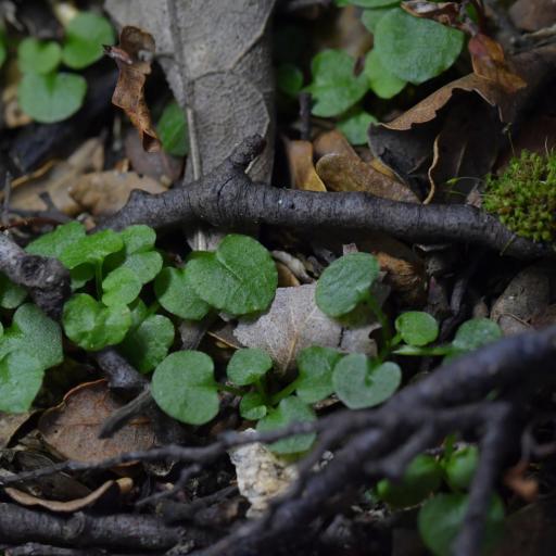 Pterostylis alobula — related species from the same genus