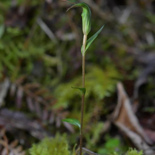 Pterostylis alobula other