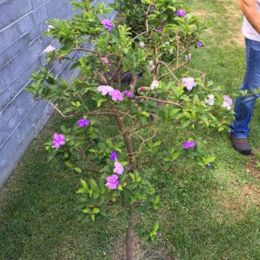 Brunfelsia latifolia — houseplant care guide