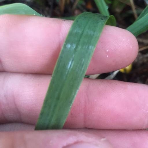 Ehrharta diplax other