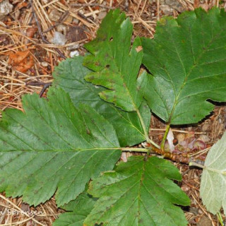 Scandosorbus intermedia