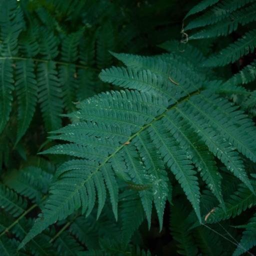 Dryopteris goldieana — search result for 'Dryopteris'