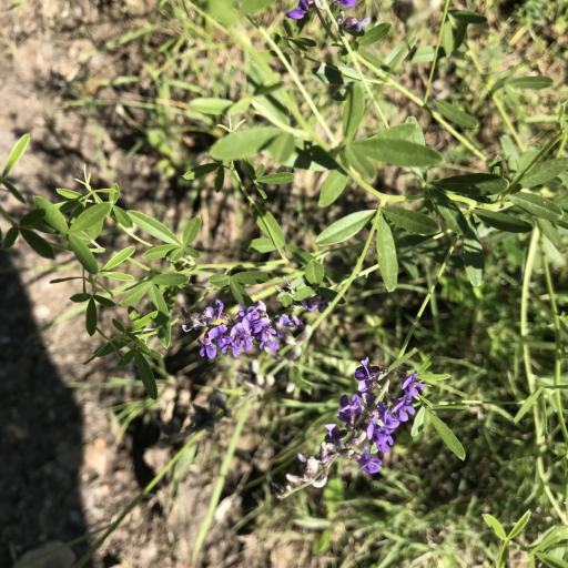 Pediomelum tenuiflorum — related species from the same genus