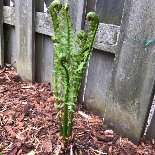 Onoclea struthiopteris