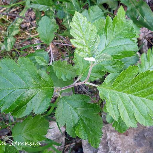 Scandosorbus intermedia other