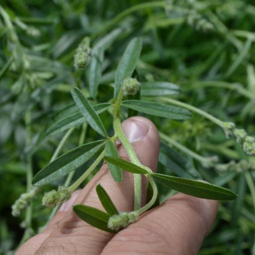 Pediomelum tenuiflorum other