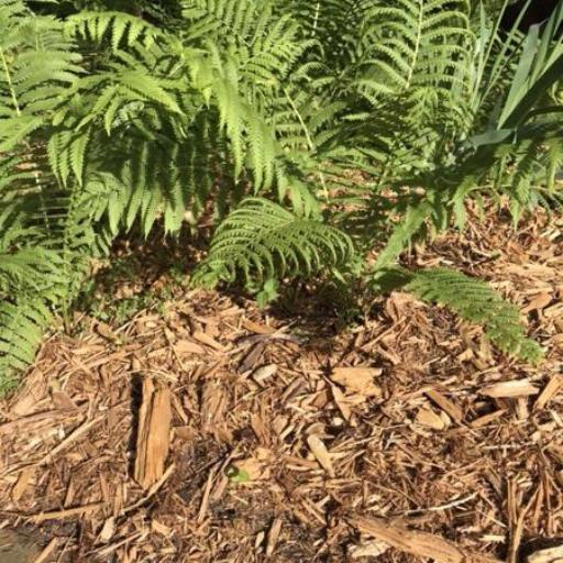 Onoclea struthiopteris other