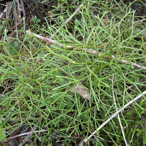 Lycopodium deuterodensum — search result for 'Lycopodium'