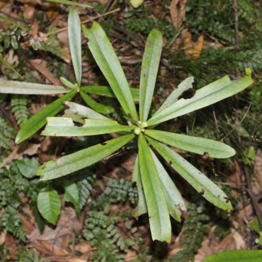 Myrsine salicina — houseplant care guide