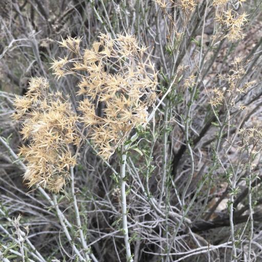 Ericameria nauseosa other