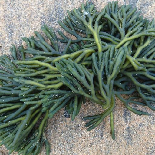 Codium fragile — houseplant care guide