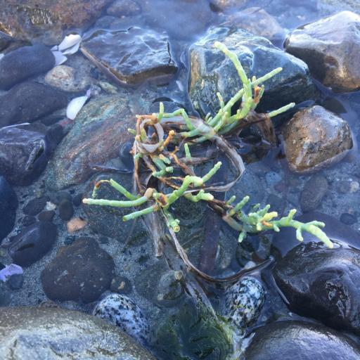 Salicornia pacifica — houseplant care guide