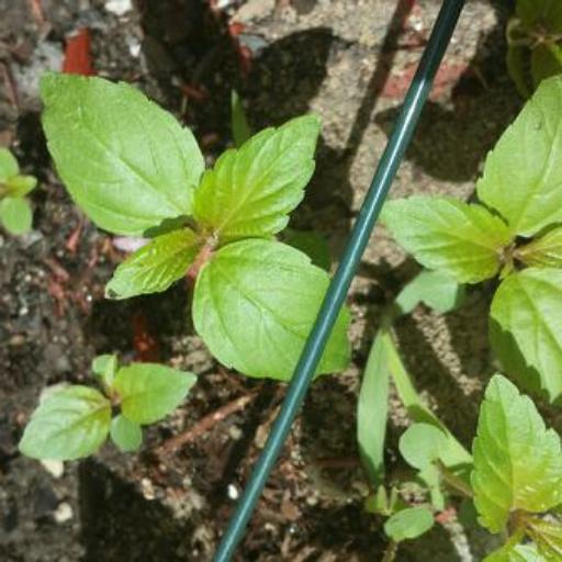 Acalypha rhomboidea other