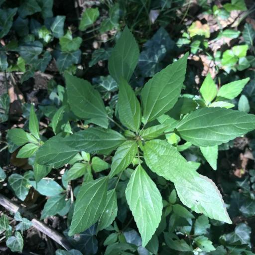 Acalypha rhomboidea other