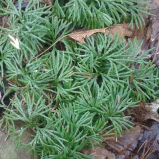 Lycopodium digitatum — search result for 'Lycopodium'