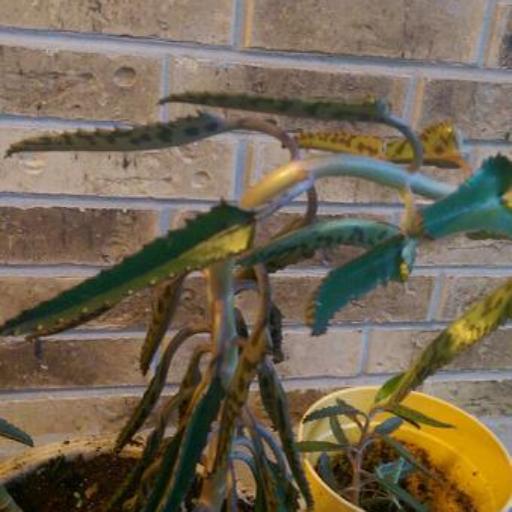 Kalanchoe × houghtonii — search result for 'Kalanchoe'