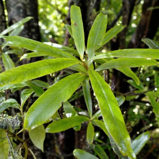 Myrsine salicina other