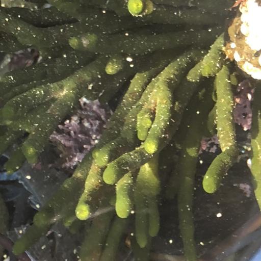 Codium fragile other