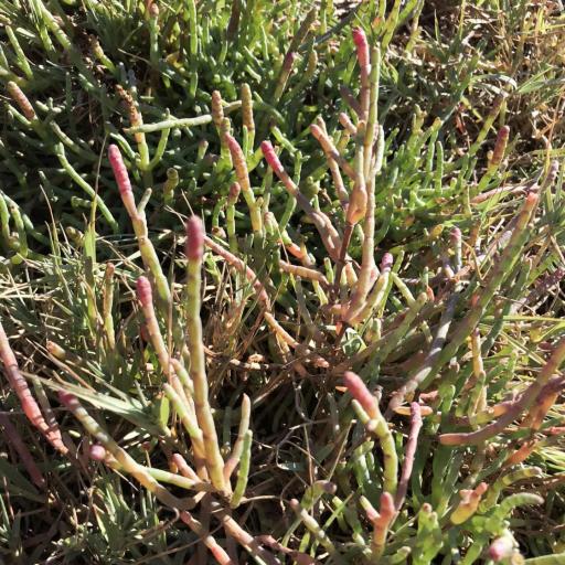 Salicornia pacifica other